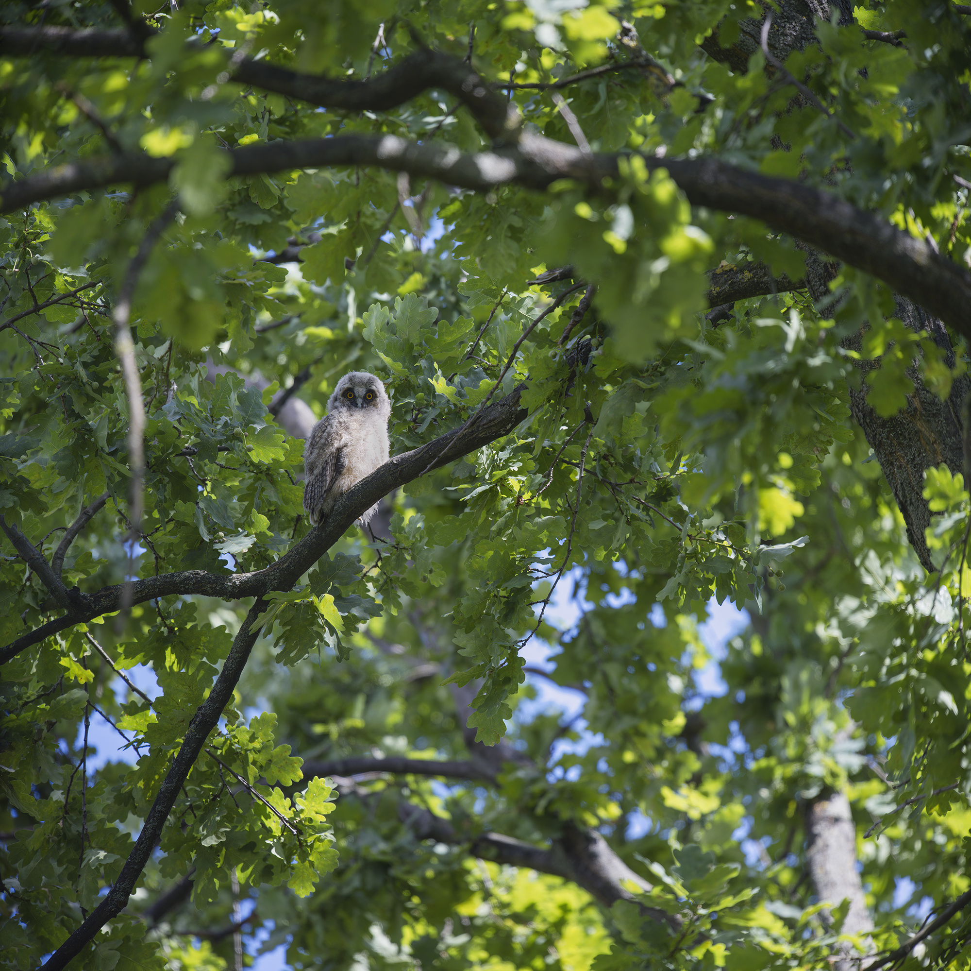 Oben im Baum